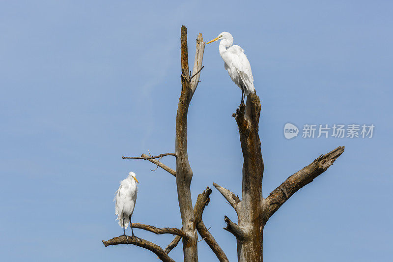 两只大白鹭(Ardea alba)蹲在死树上